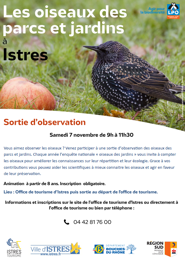 Les oiseaux des parcs et jardins à Istres_Istres