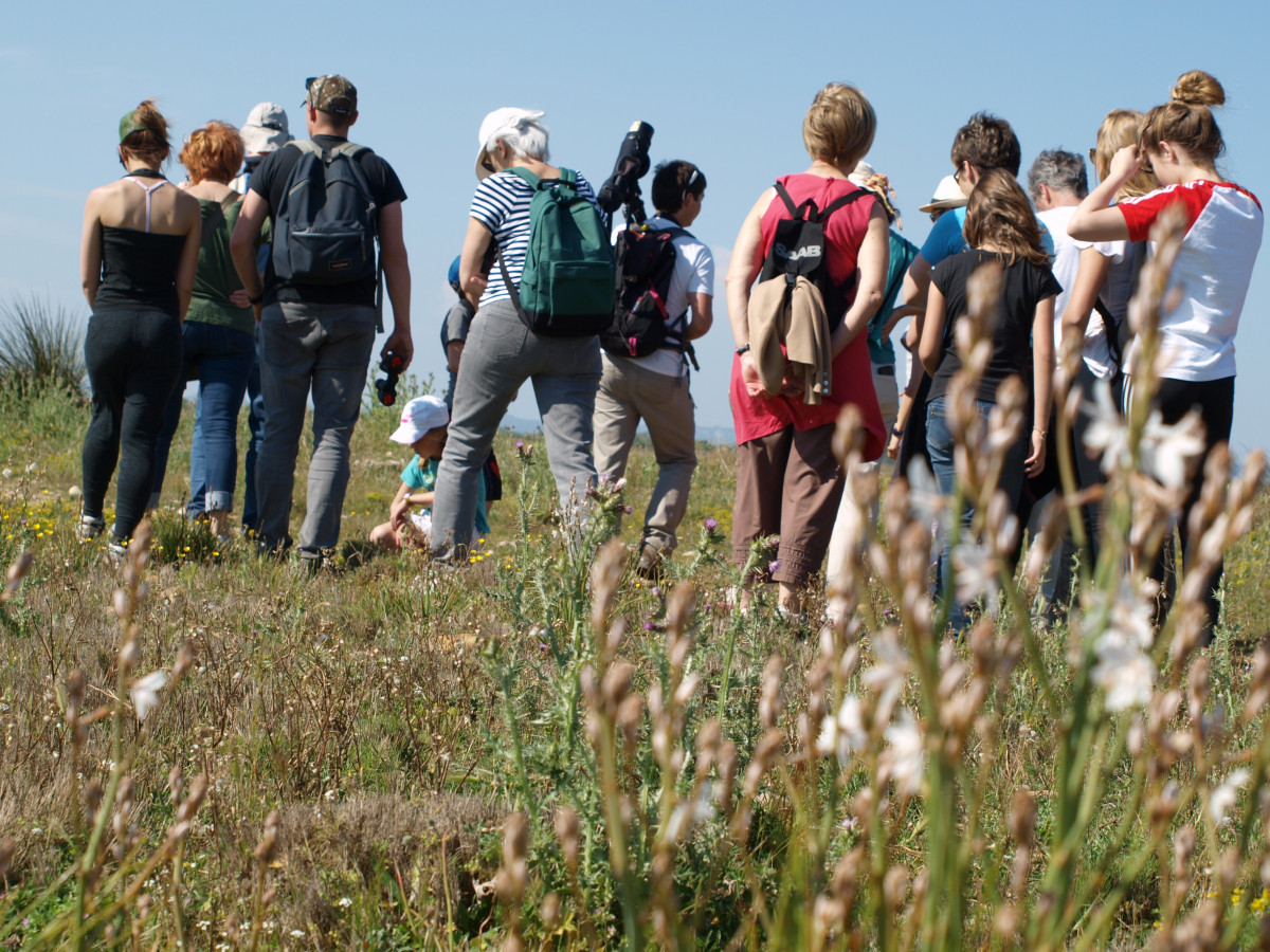 Éco-balade naturaliste dans la plaine de la Crau_Istres