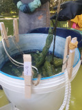 Atelier peinture végétale_Istres