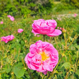 La Rose Centifolia (Rose de Mai) par SECRETS de ROSES