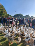 Journée pastorale des Bergers_Istres