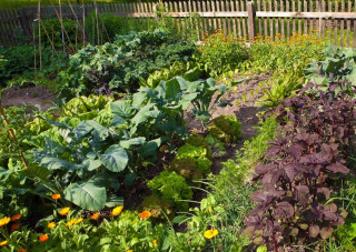potager_bio.jpg