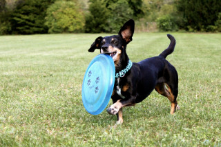 dachshund_2035700.jpg
