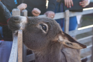 Ferme pédagogique_Istres Ferme pédagogique_Istres