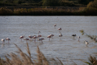 Éco-balade : De la Chênaie de Lavalduc vers les Salins de Rassuen_Istres