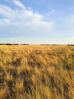 Éco-balade naturaliste dans la plaine de la Crau_Istres