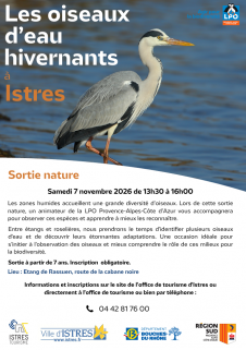 Les oiseaux d'eau hivernants à Istres_Istres