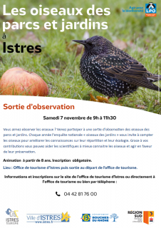 Les oiseaux des parcs et jardins à Istres_Istres