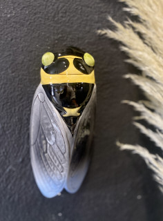 cigale-authentique-sicard-2-235218