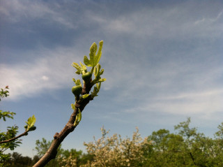 fig-tree-187532-1280-220302