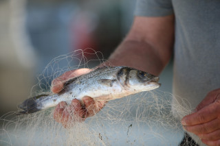 poisson-filet-peche-mb5r9218-235230