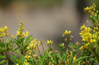 yellow-flowers-with-very-defocused-background-220188