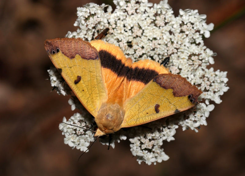 la_pistachiere_ophiusa_tirhaca_marion_fouchard.jpg