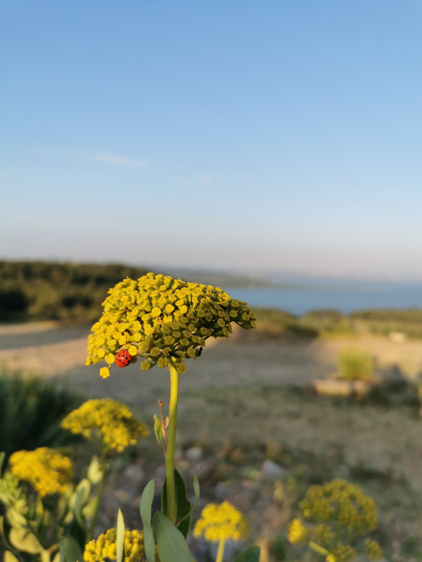 fleur_coccinelle.jpg