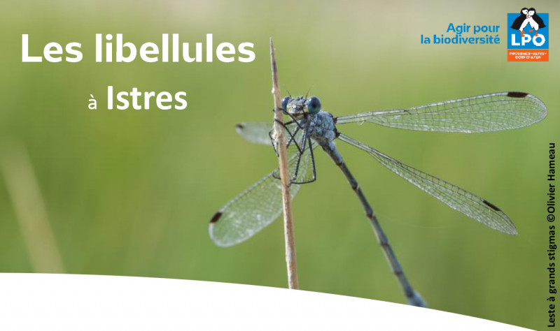 Sortie nature : Les libellules à Istres_Istres