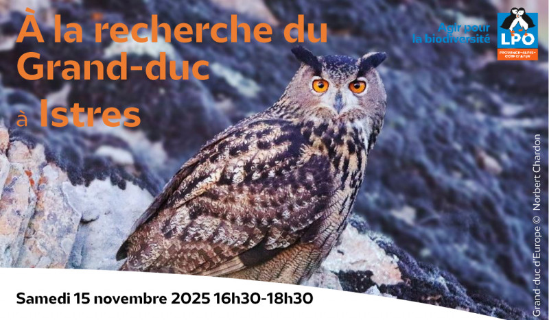 Sortie nature : A la recherche du grand duc_Istres