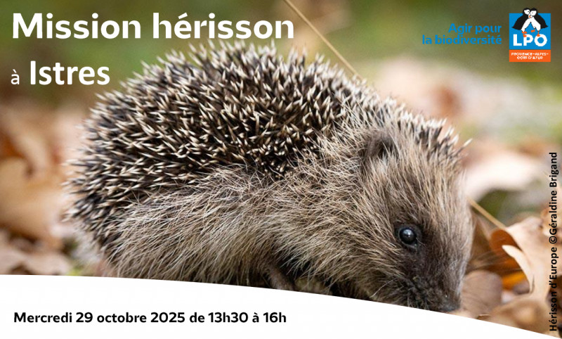 Sortie nature : Mission Hérisson !_Istres