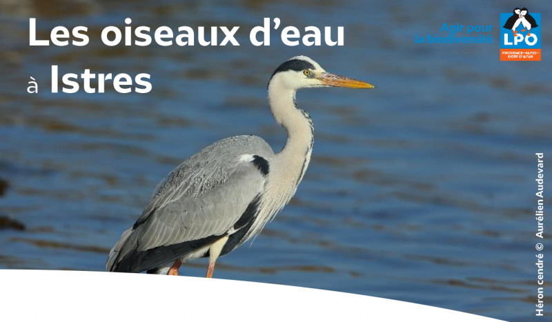 Sortie nature : les oiseaux d'eau à Istres_Istres