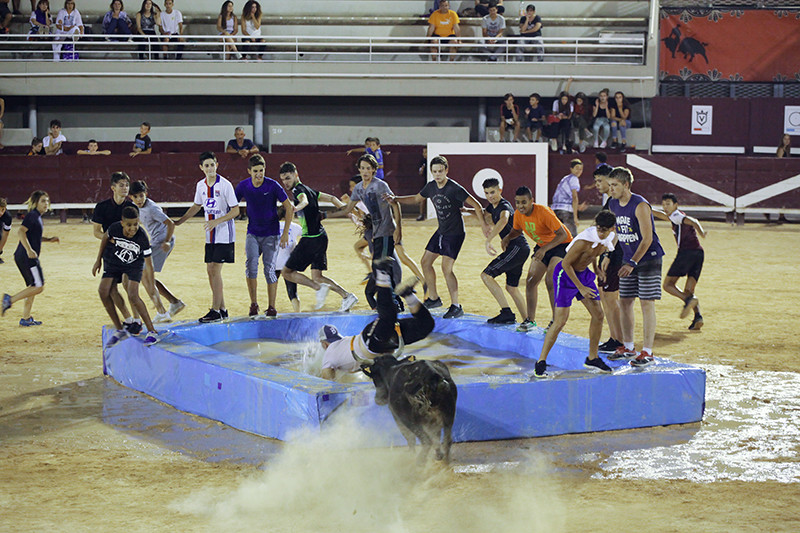 toro_piscine.jpg