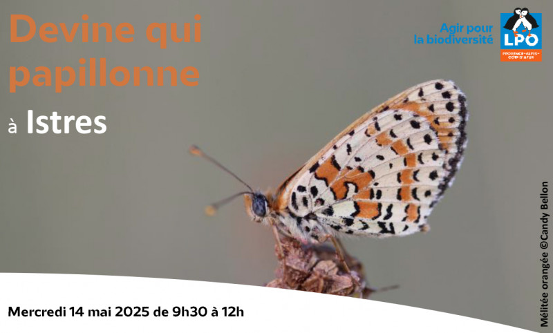 Sortie nature : Devine qui papillonne_Istres