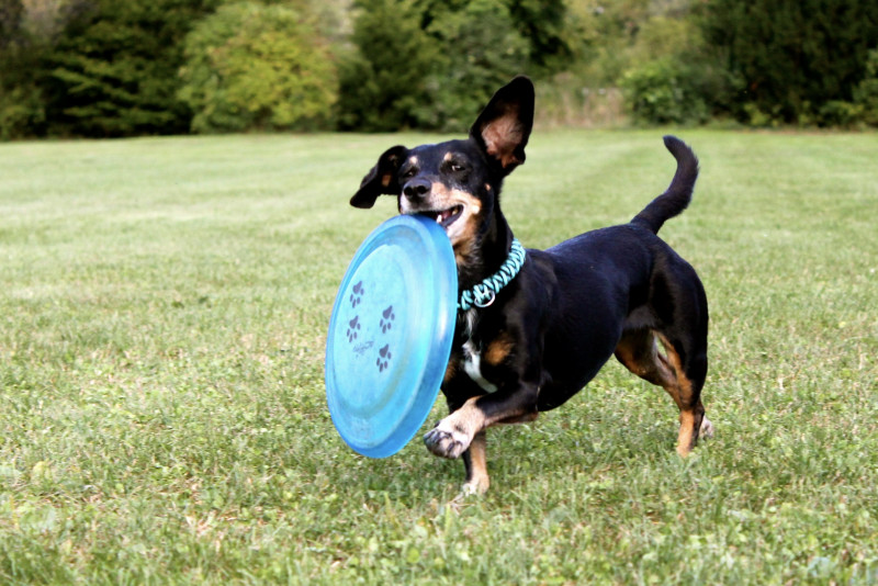 dachshund_2035700.jpg