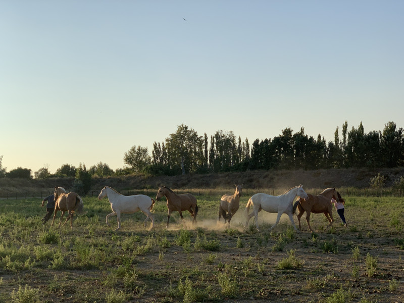 Spectacle équestre avec le Gonzalez Horse Show_Istres