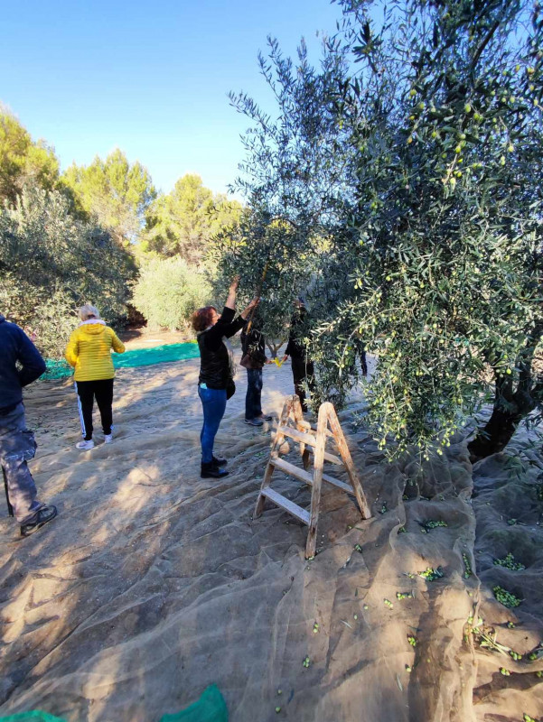 Découverte de l'Oliveraie Gimenez et ramassage 
