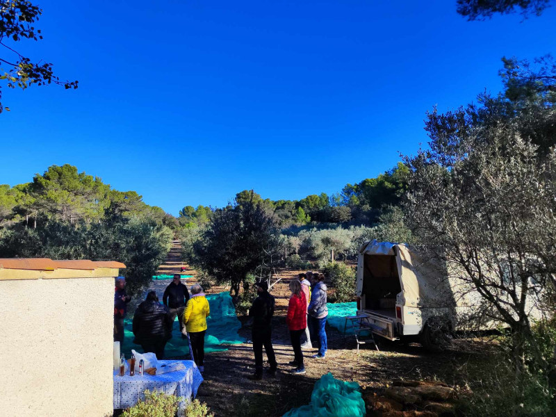 Découverte de l'Oliveraie Gimenez et ramassage 