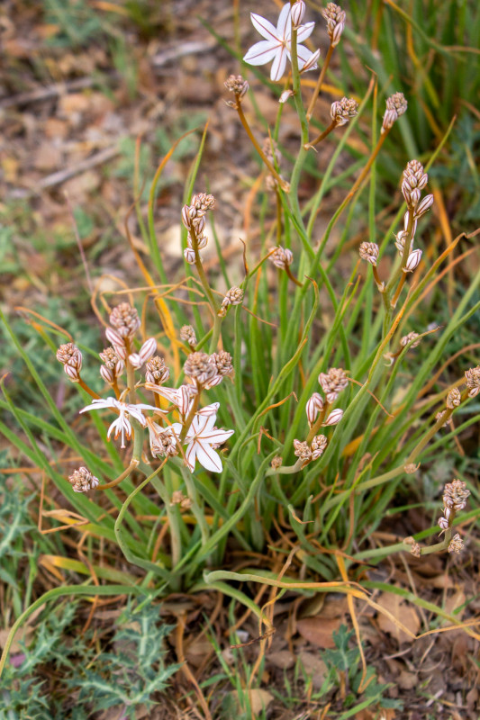 Éco-balade : Découverte des salins de Rassuen_Istres