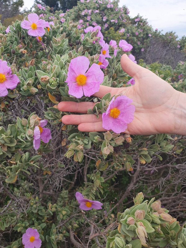 Découverte des plantes comestibles et médicinales sur la colline st-Étienne_Istres Découverte des plantes comestibles et médicinales sur la colline st-Étienne_Istres