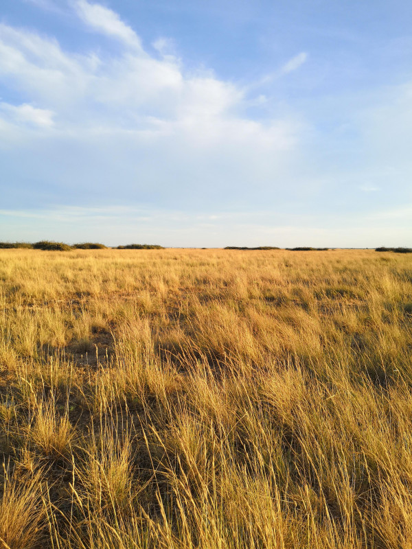 Éco-balade naturaliste dans la plaine de la Crau_Istres Éco-balade naturaliste dans la plaine de la Crau_Istres