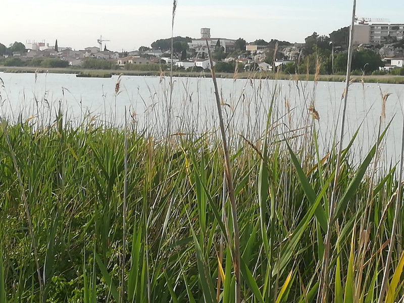 decouverte_etang_de_rassuen_juin_2021_37.jpg