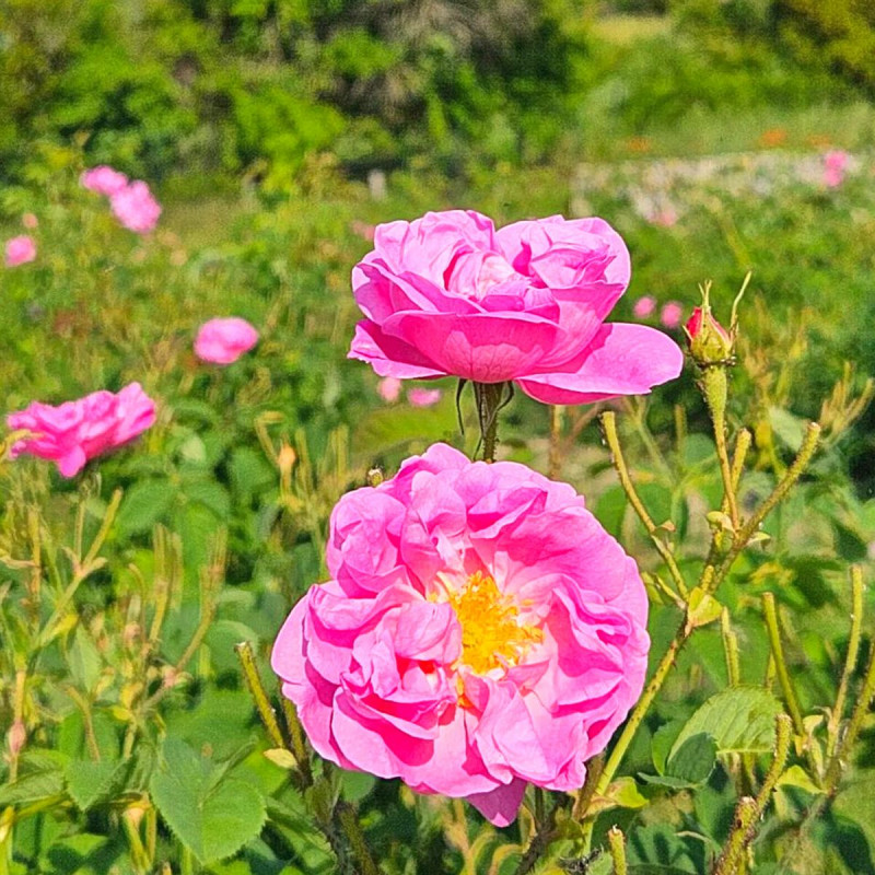 Conferencia: « Por la belleza de la rosa, sus perfumes y sus secretos » - Rencontres Parfumées_Istres
