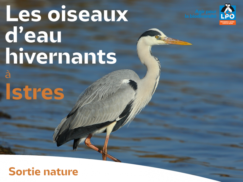 Les oiseaux d'eau hivernants à Istres_Istres