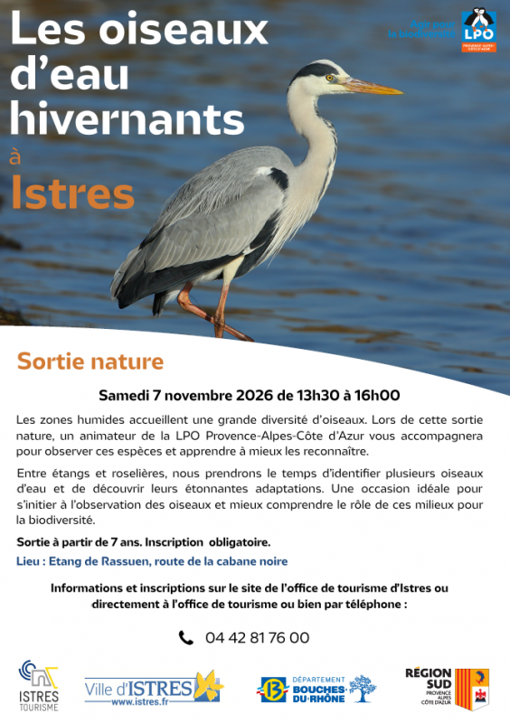 Les oiseaux d'eau hivernants à Istres_Istres Les oiseaux d'eau hivernants à Istres_Istres