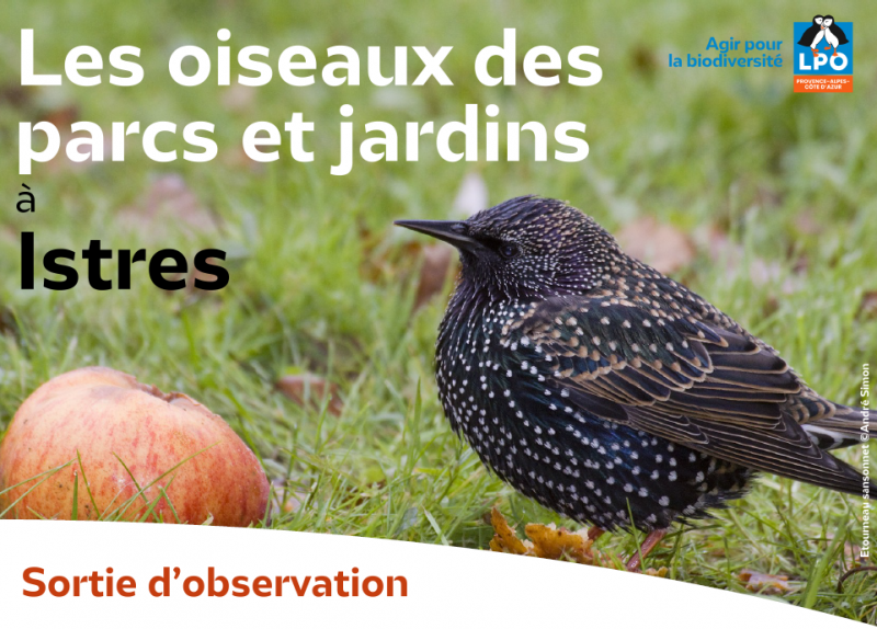 Les oiseaux des parcs et jardins à Istres_Istres