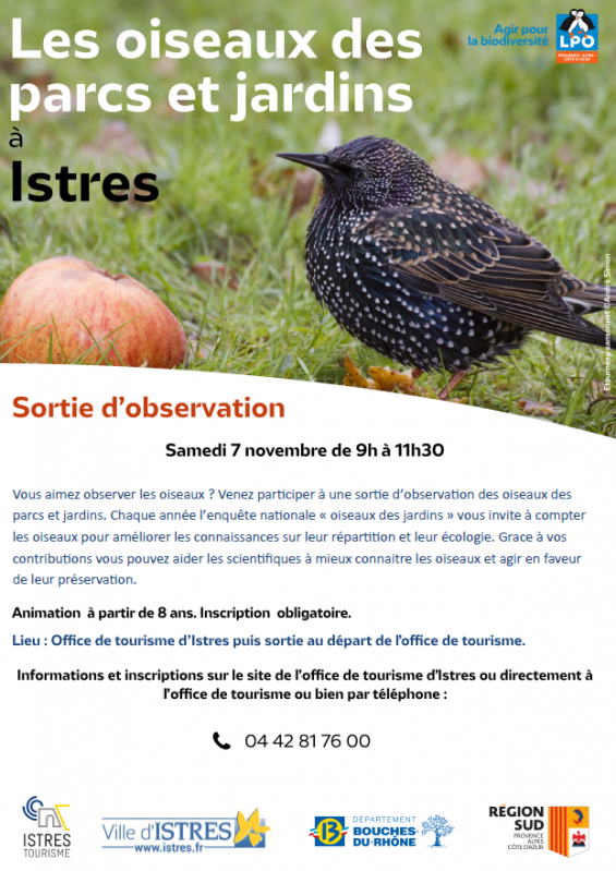Les oiseaux des parcs et jardins à Istres_Istres