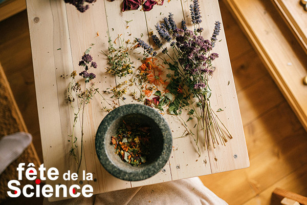 Les sauvageonnes comestibles de nos chemins - FÊTE DE LA SCIENCE_Istres