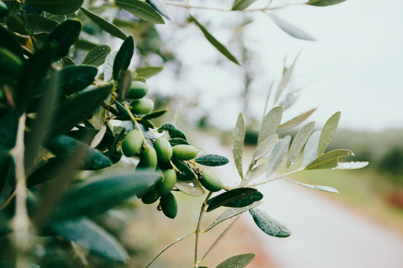 Lecture: “Olive Oil in Provence”_Istres