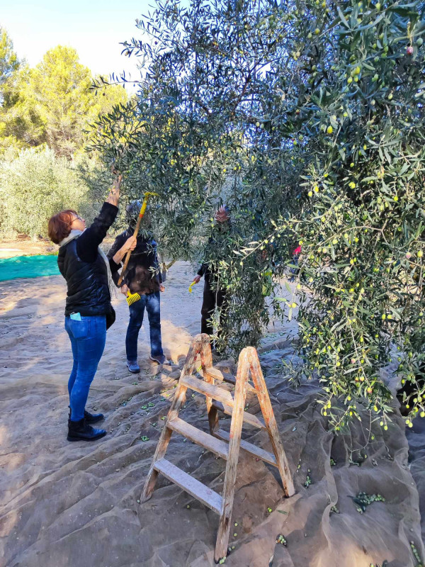 decouverte-de-l-oleiculture-novembre-2023-club-benoit-14-235581