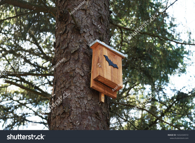 stock-photo-bat-box-in-tree-wildlife-conservation-in-nature-reserve-forest-1632434572-229439